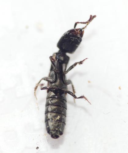 Gauropterus fulgidus